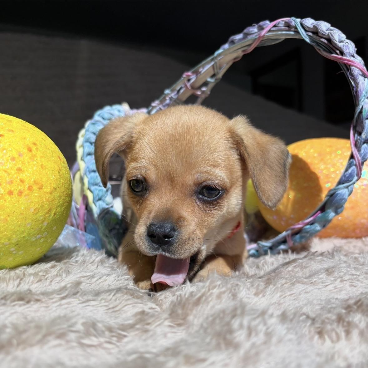 Enlarge Rumi, a ADOPTABLE mixed breed in Monroe, WA image 5/6