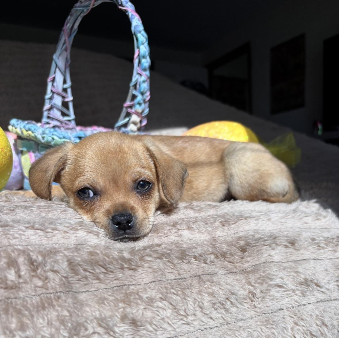 Enlarge Rumi, a ADOPTABLE mixed breed in Monroe, WA image 3/6