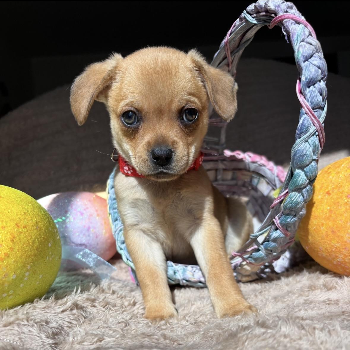 Enlarge Rumi, a ADOPTABLE mixed breed in Monroe, WA image 4/6