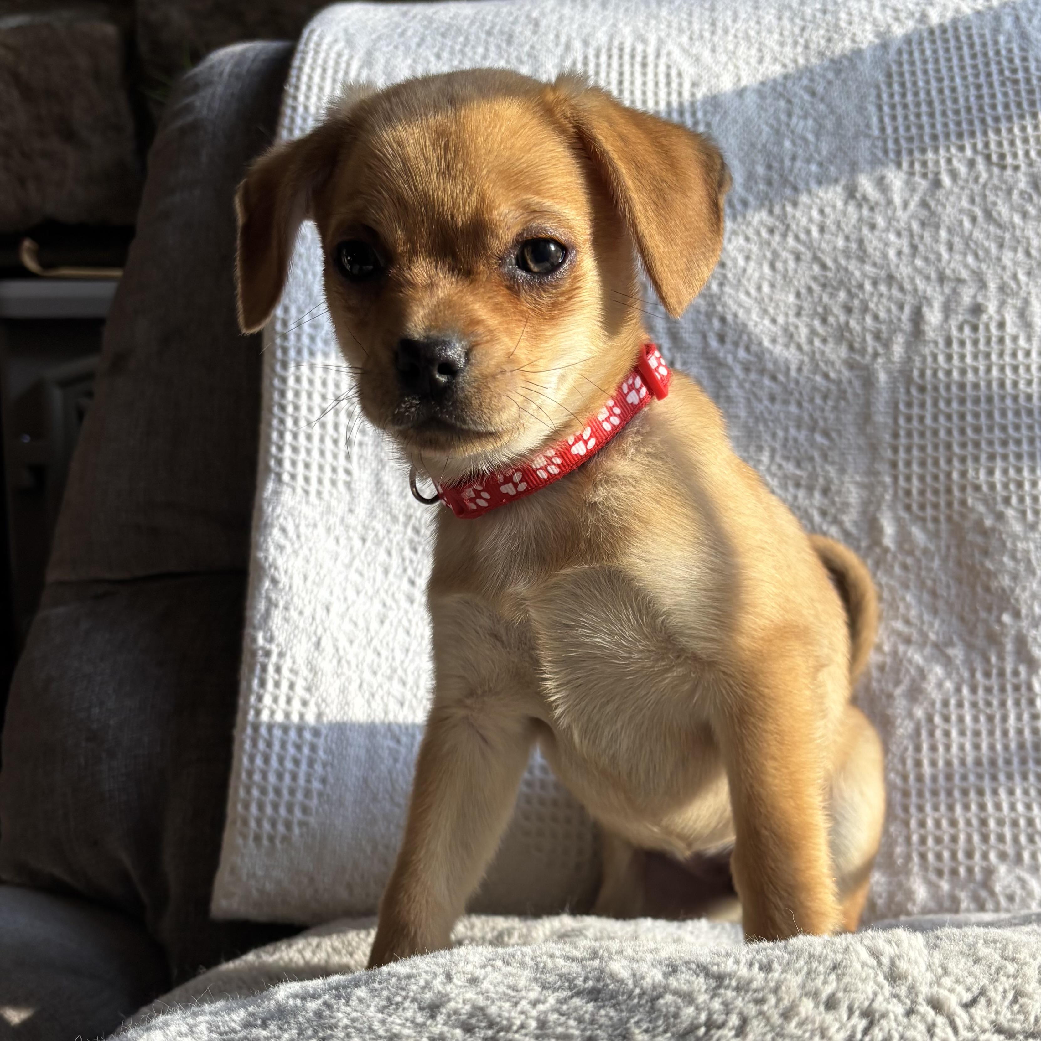 Enlarge Rumi, a ADOPTABLE mixed breed in Monroe, WA image 1/6