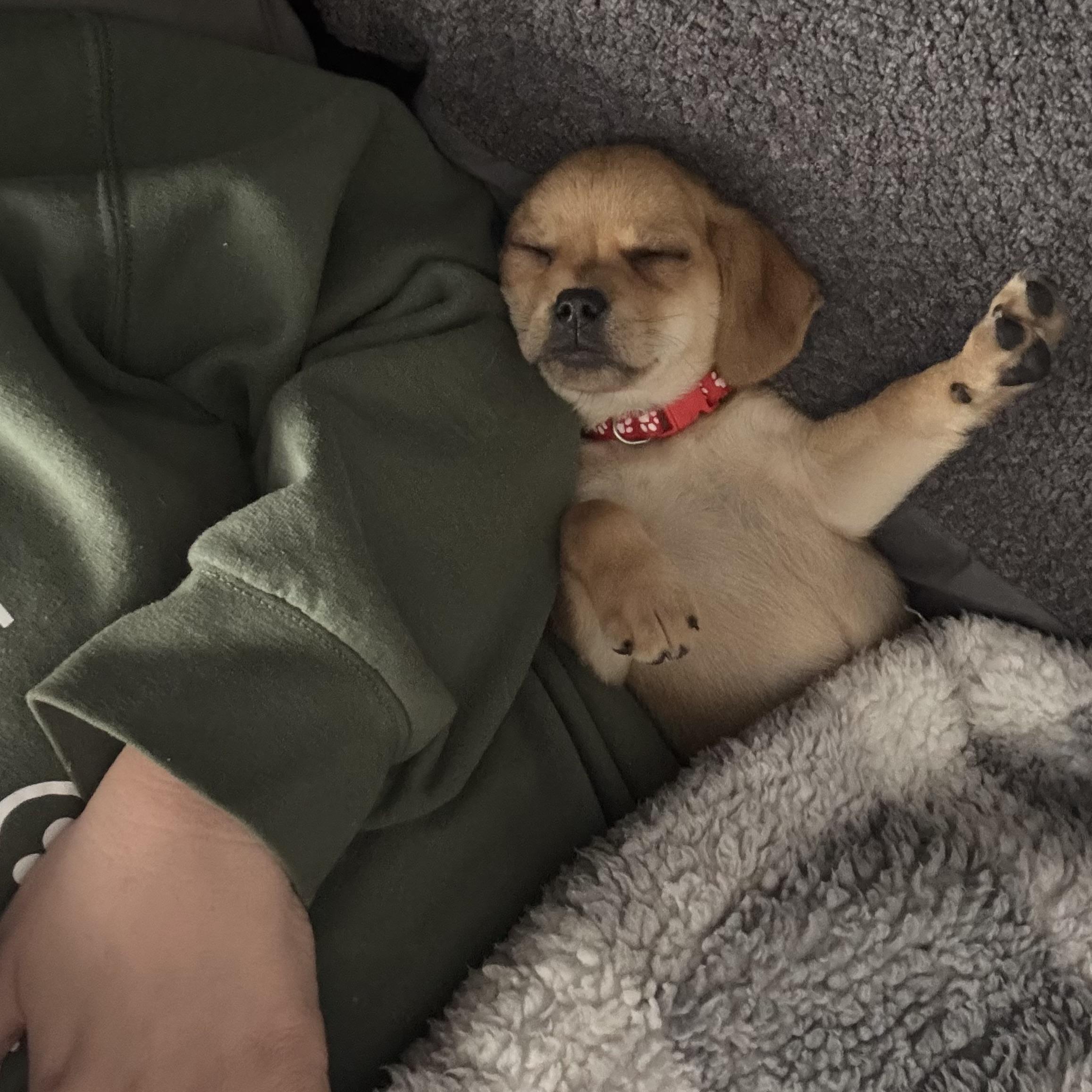 Enlarge Rumi, a ADOPTABLE mixed breed in Monroe, WA image 2/6