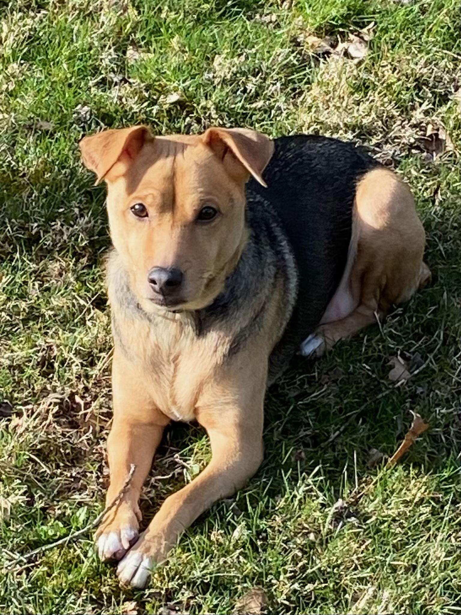 Enlarge Bella Bee, a Adoptable mixed breed in Rootstown, OH image 1/3