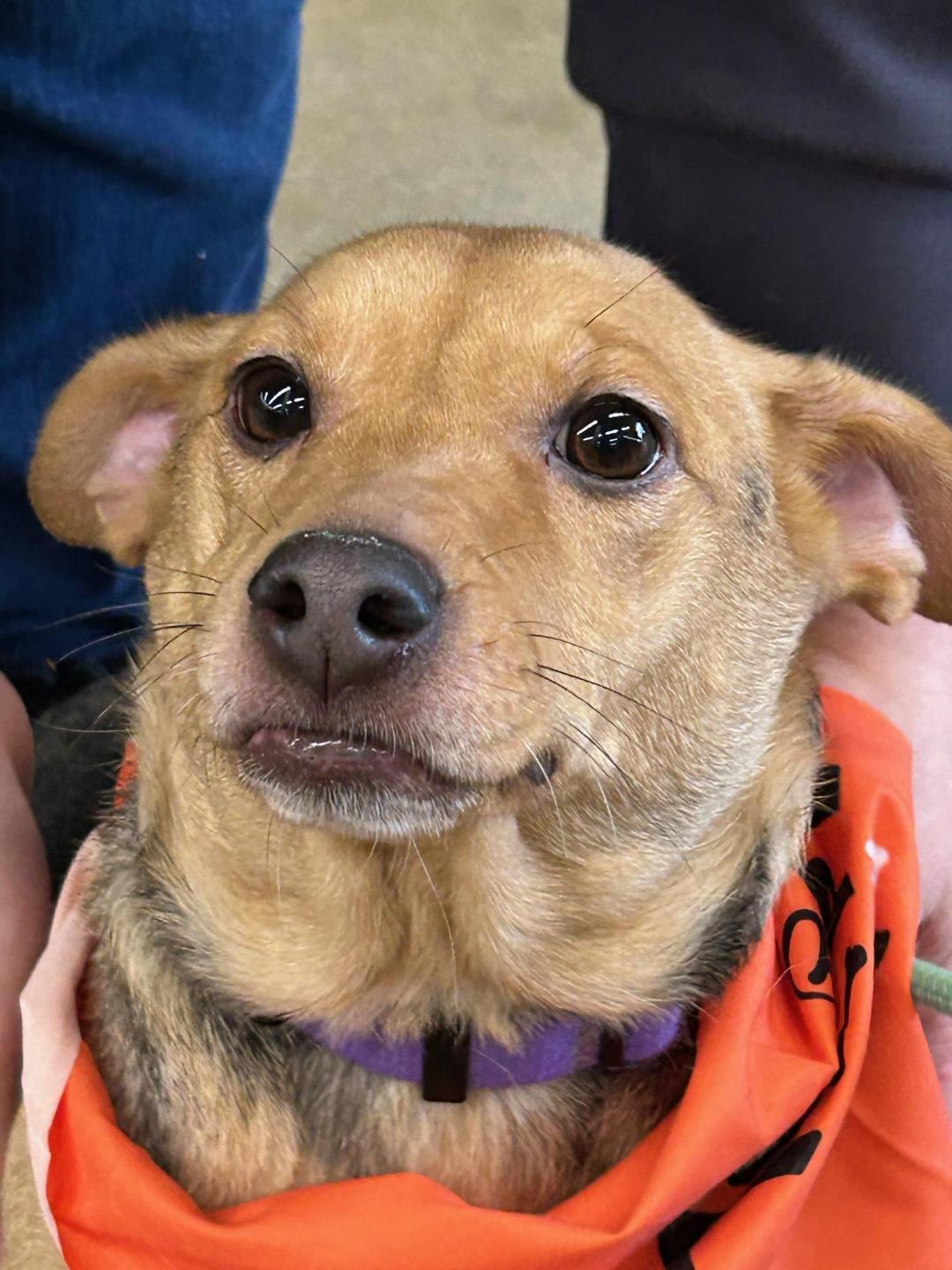 Enlarge Bella Bee, a Adoptable mixed breed in Rootstown, OH image 2/3