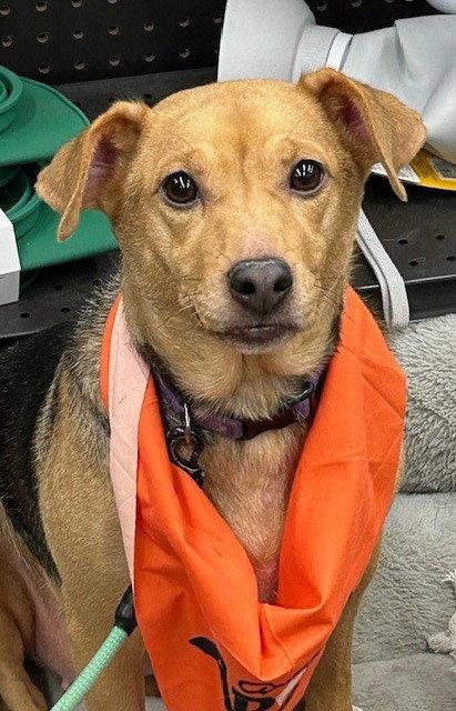 Enlarge Bella Bee, a Adoptable mixed breed in Rootstown, OH image 3/3