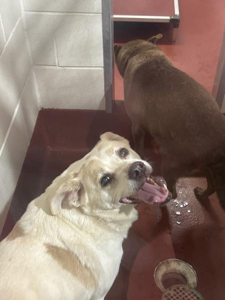 Giggles (879), a Adoptable mixed breed in Marietta, GA image 1/2