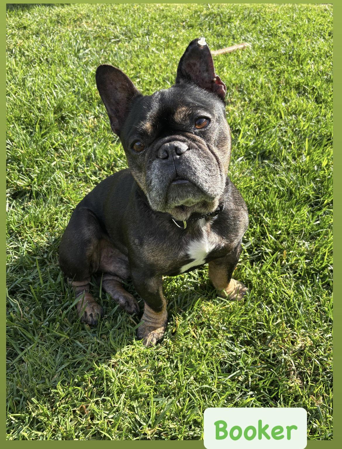 Booker, Adoptable, Senior Male French Bulldog.