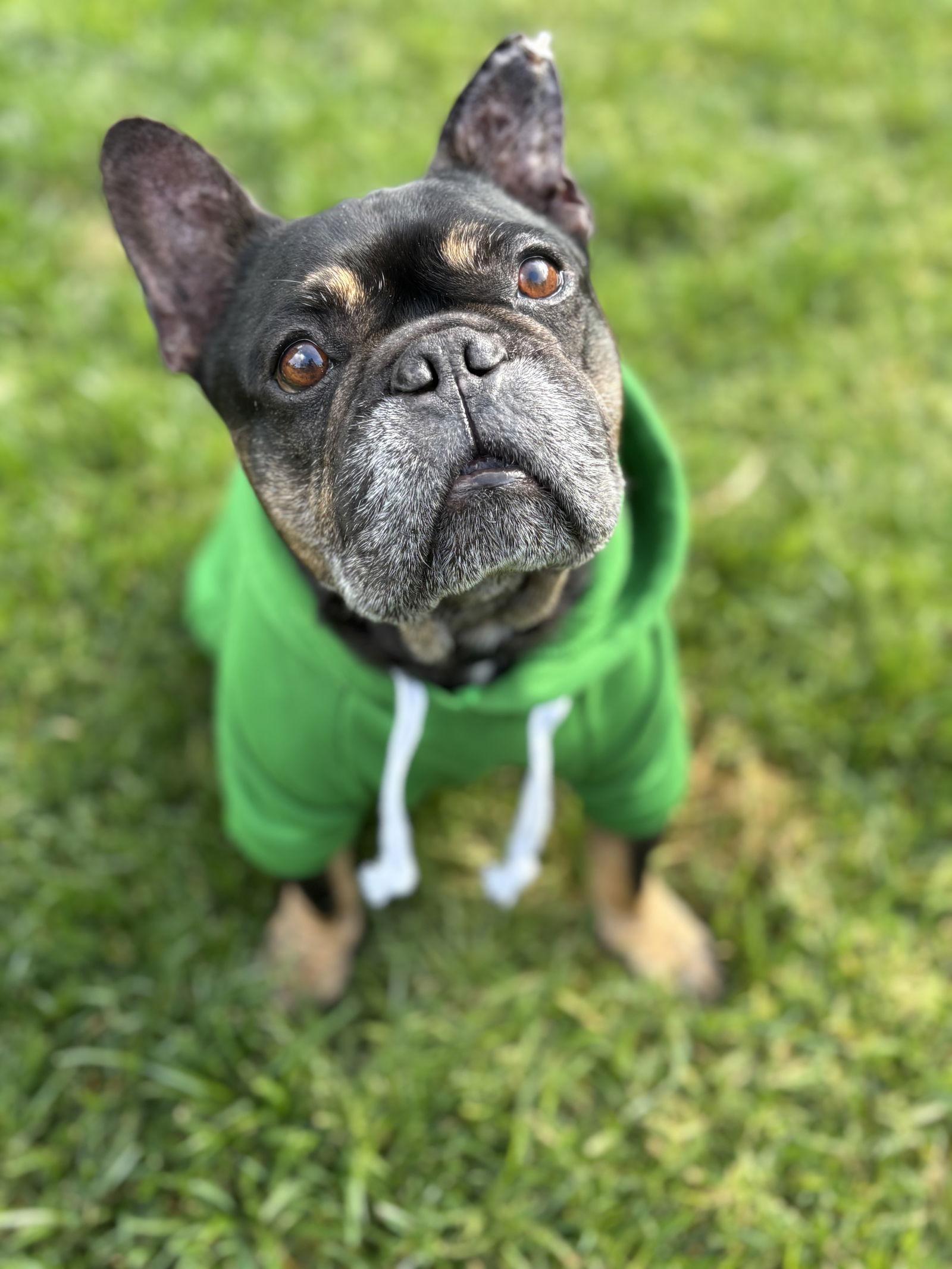 Enlarge Booker, a Adoptable French Bulldog in San Diego, CA image 2/3