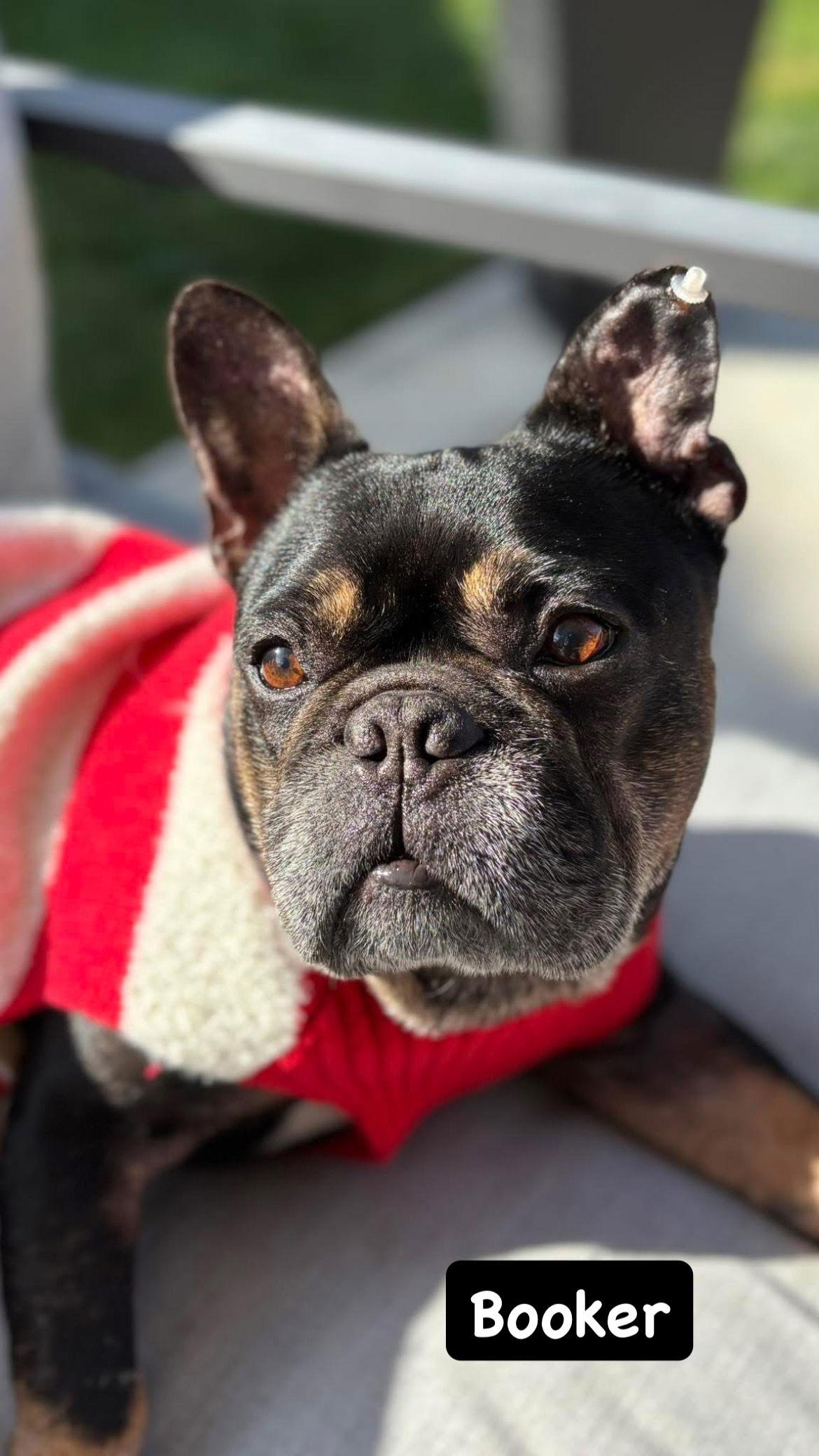 Enlarge Booker, a Adoptable French Bulldog in San Diego, CA image 3/3