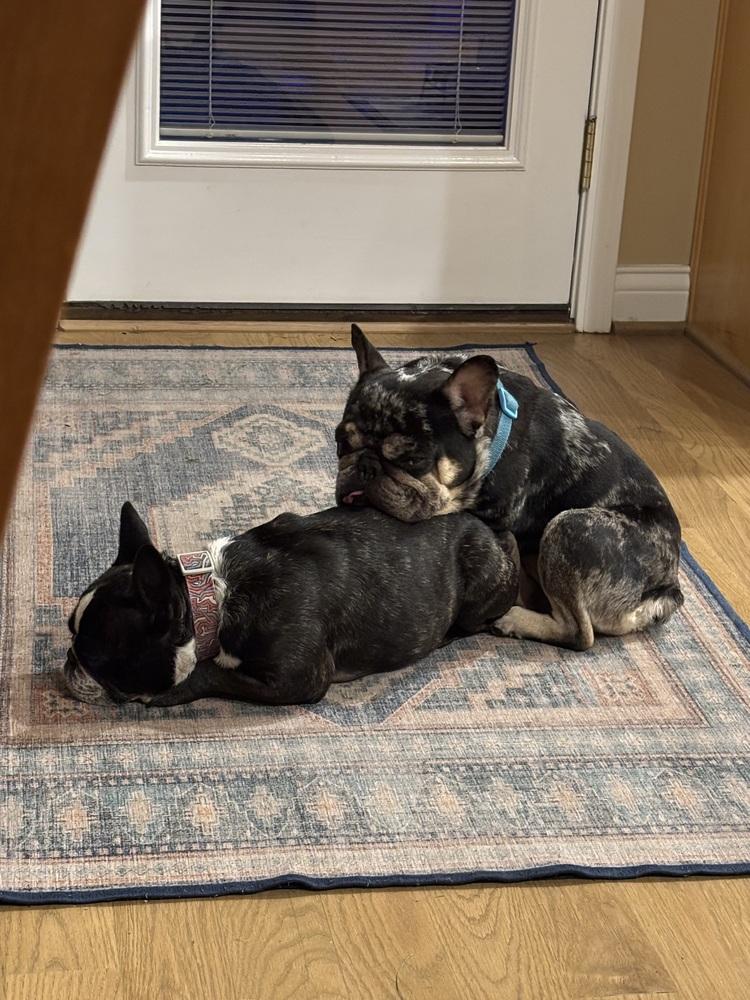 Enlarge Frankie Baum KY 4869, a Adoptable French Bulldog in Maryville, TN image 1/6