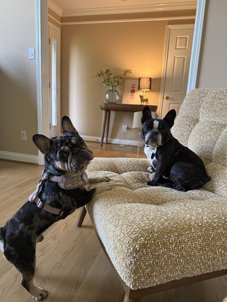 Enlarge Frankie Baum KY 4869, a Adoptable French Bulldog in Maryville, TN image 2/6