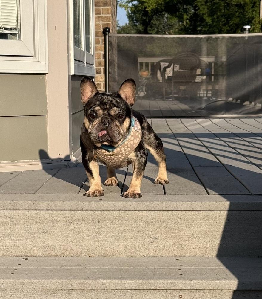 Enlarge Frankie Baum KY 4869, a Adoptable French Bulldog in Maryville, TN image 3/6