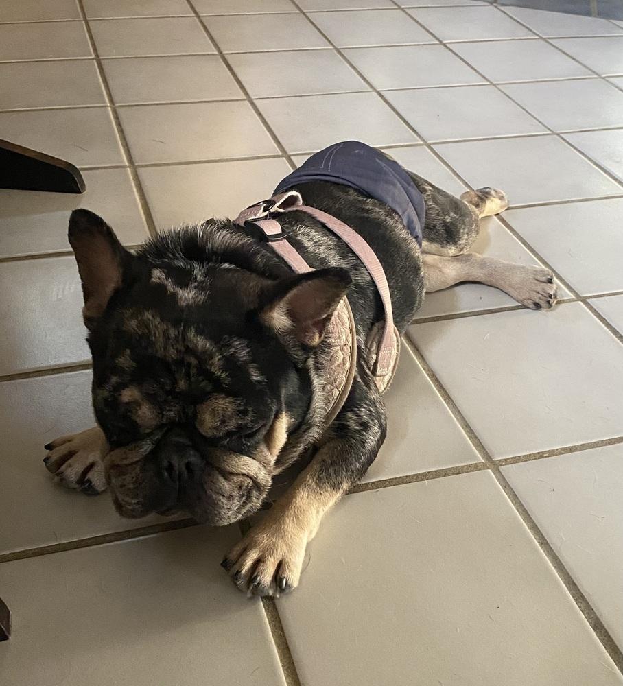 Enlarge Frankie Baum KY 4869, a Adoptable French Bulldog in Maryville, TN image 4/6