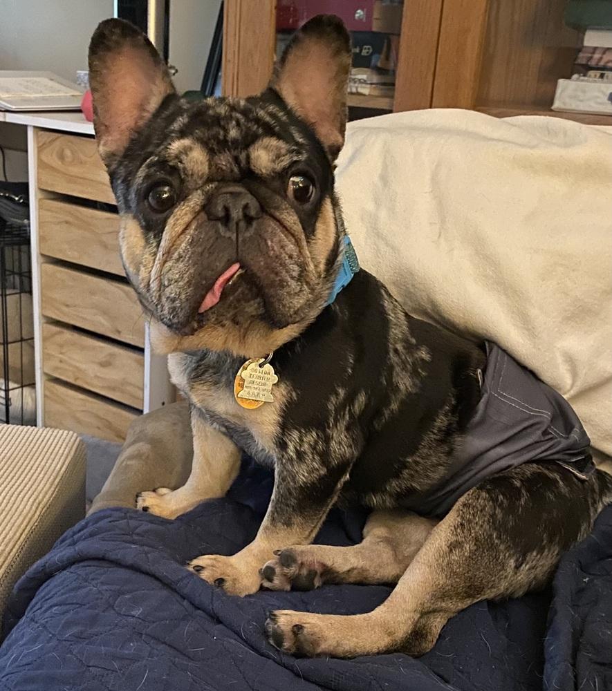 Enlarge Frankie Baum KY 4869, a Adoptable French Bulldog in Maryville, TN image 6/6