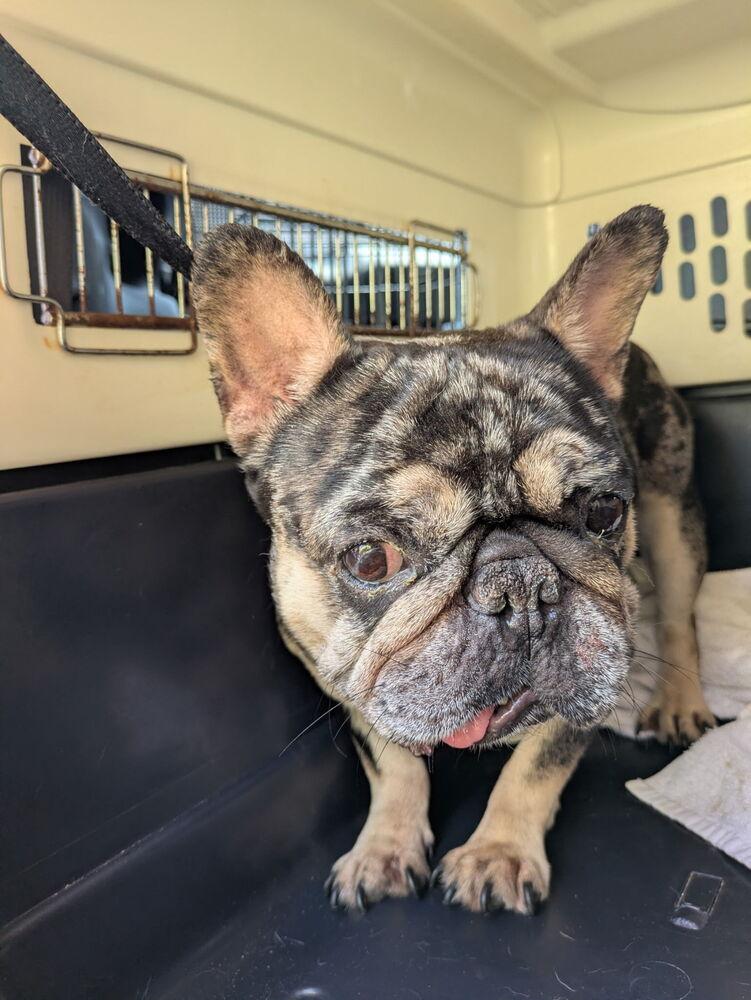 Frankie Baum KY 4869, Adoptable, Adult Male French Bulldog.