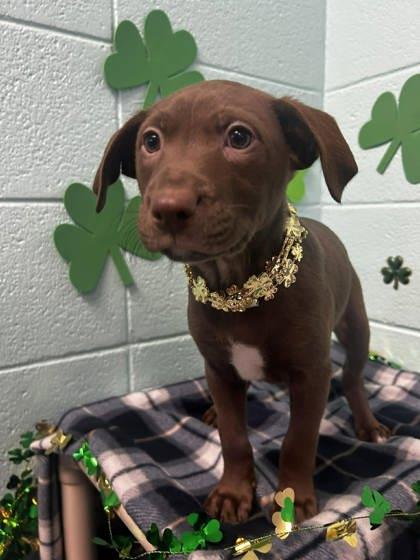 Josie, Adoptable, Adult Female Terrier & Mixed Breed.