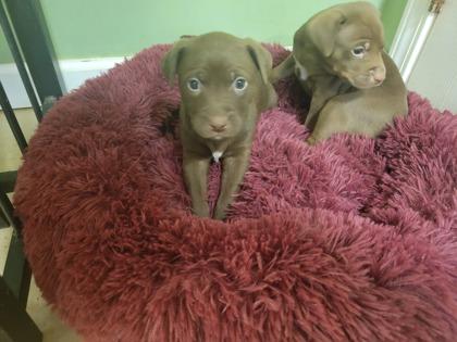 Josie, Adoptable, Adult Female Hound & Mixed Breed.