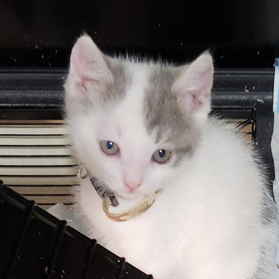 Enlarge Miss Camo, a Adoptable Domestic Short Hair in Baker City, OR image 1/1