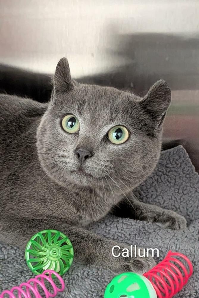 Callum, Adoptable, Adult Male Domestic Short Hair.