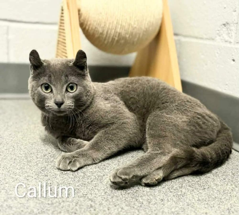 Enlarge Callum, a Adoptable mixed breed in Grand Rapids, MI image 2/2