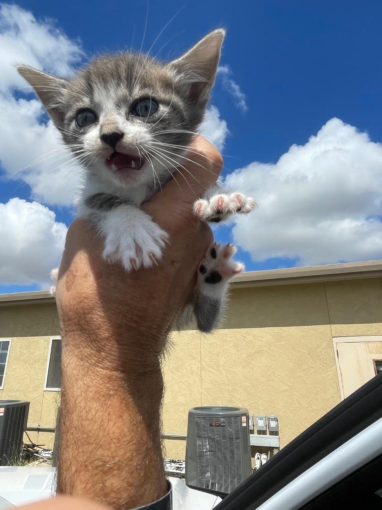 Enlarge Akiko, a Adoptable mixed breed in New Braunfels, TX image 1/1