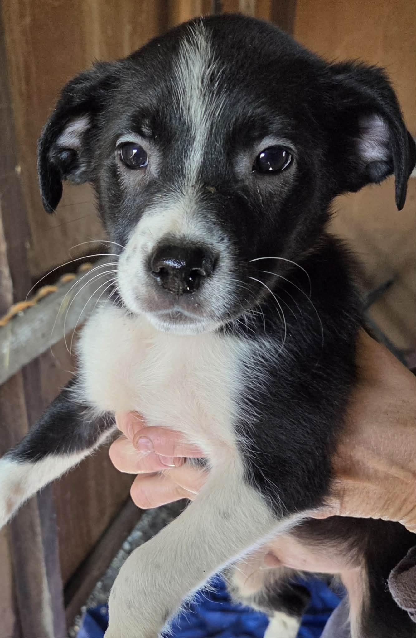 Enlarge Bucky Boo, an adopted mixed breed in Woodland, CA image 1/1