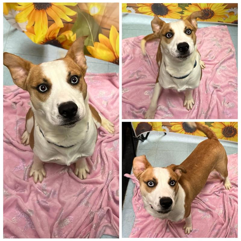 Benny, ADOPTABLE, Adult Male Mixed Breed.