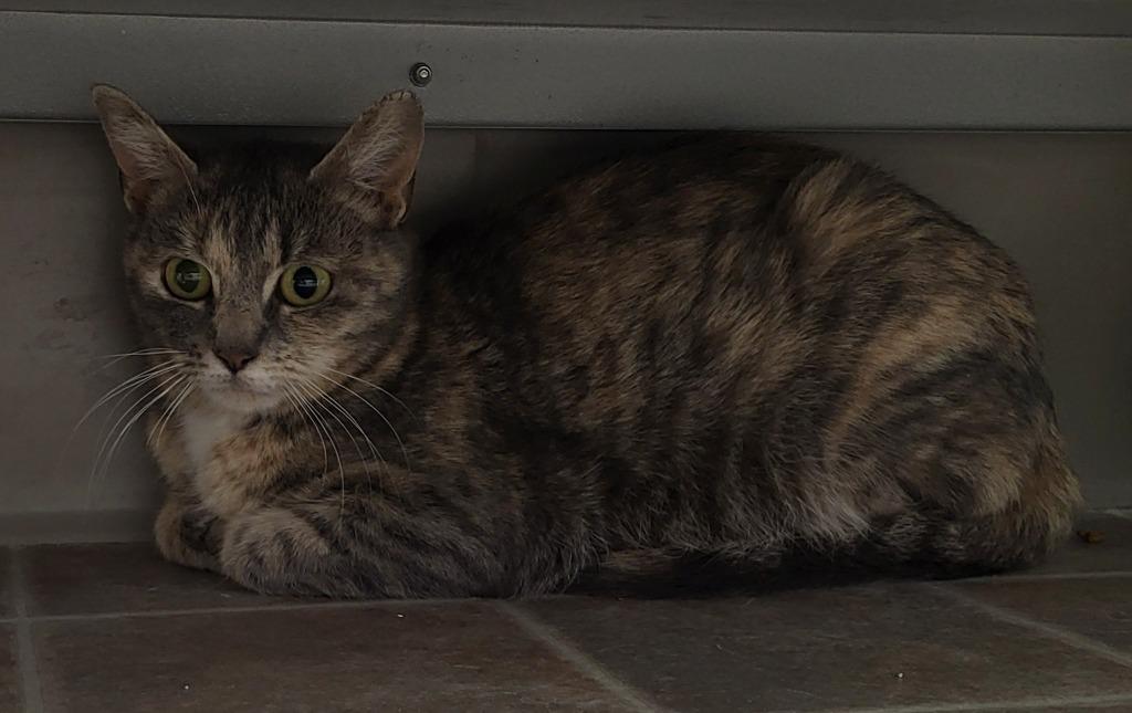 Enlarge Claire, a Adoptable mixed breed in Medford, WI image 1/1