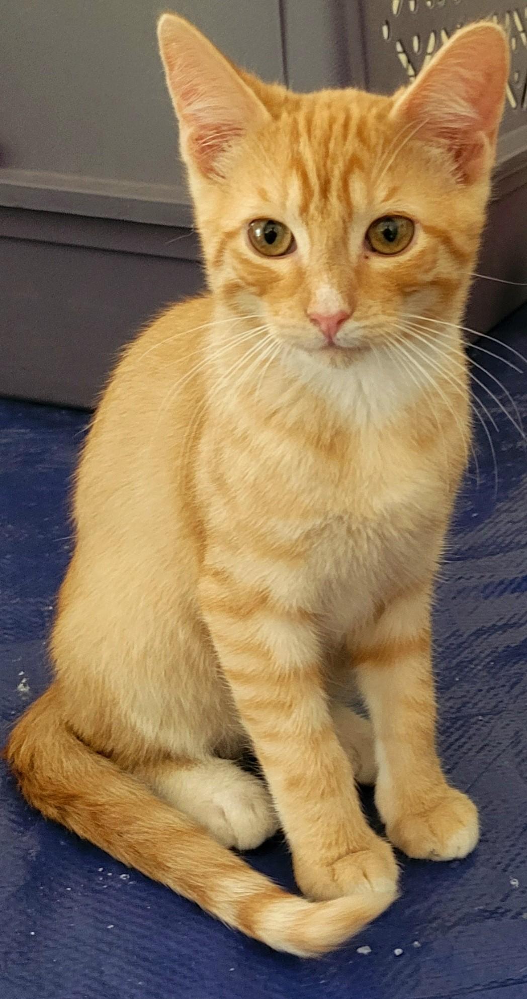 Murray, a Adoptable mixed breed in Austin, TX image 2/3