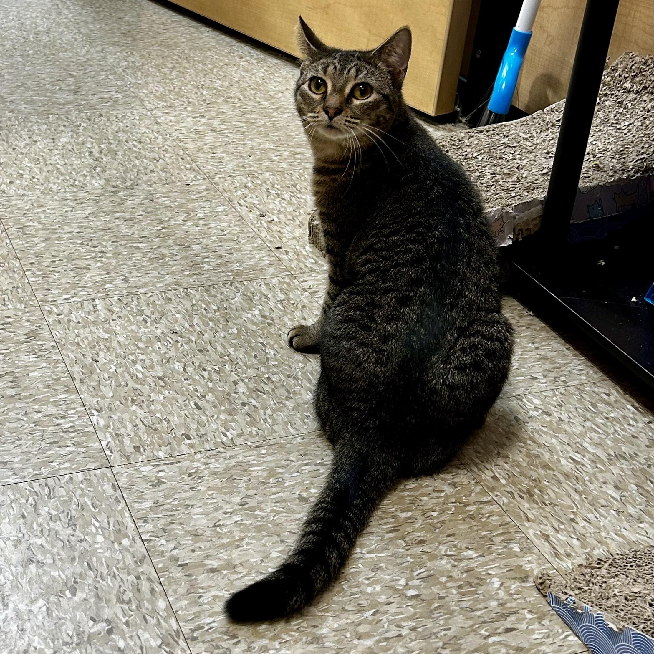 Enlarge Madison, a Adoptable Domestic Short Hair in Norwalk, CT image 6/6