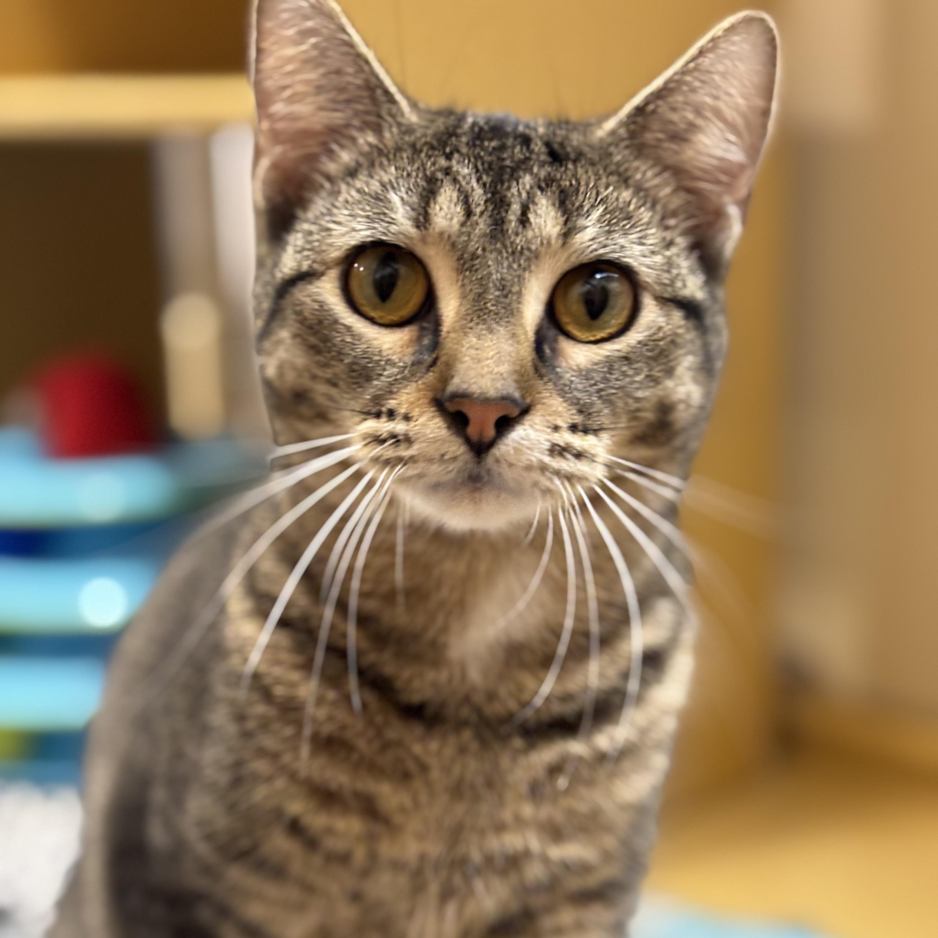 Enlarge Madison, a Adoptable Domestic Short Hair in Norwalk, CT image 1/6
