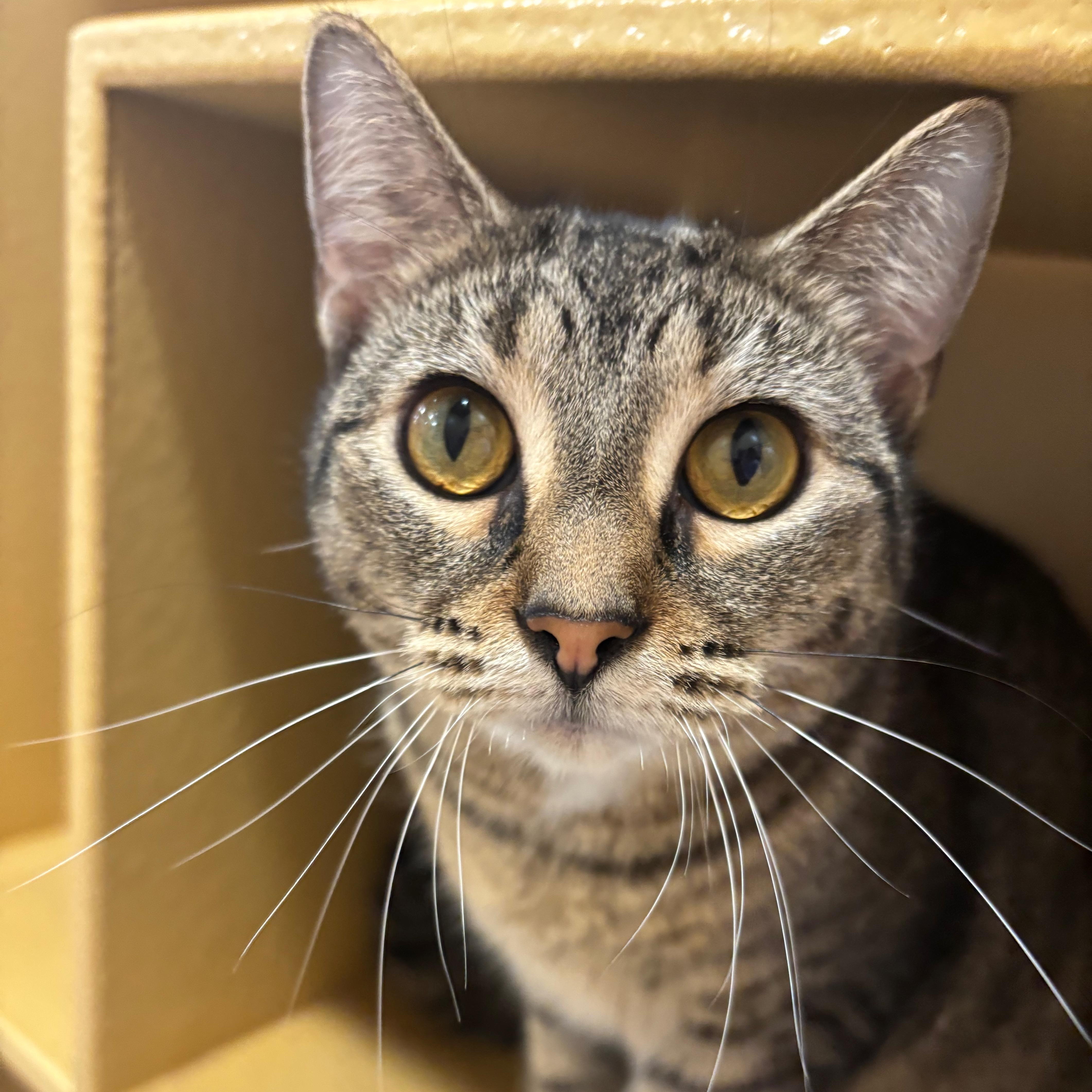 Enlarge Madison, a Adoptable Domestic Short Hair in Norwalk, CT image 2/6