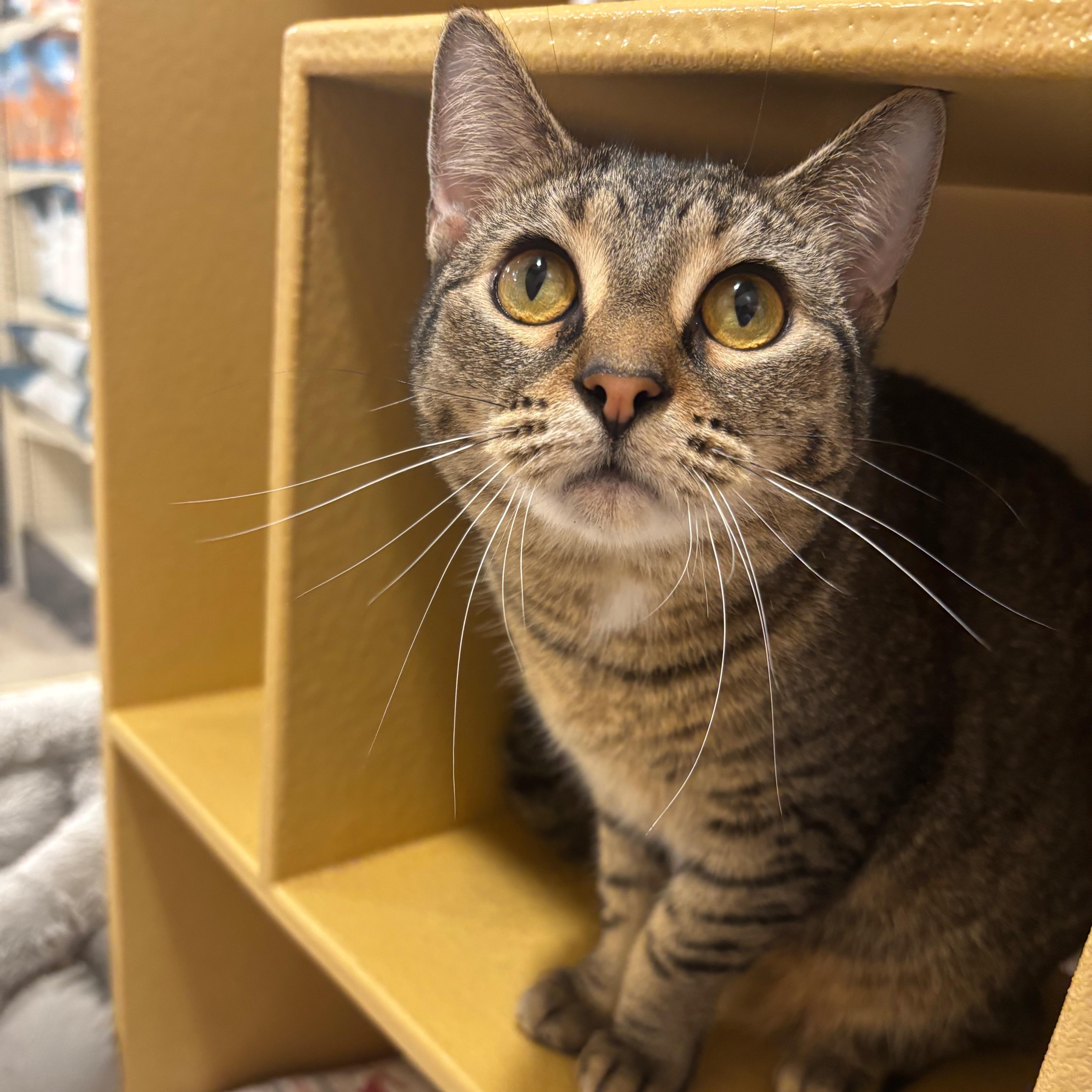 Enlarge Madison, a Adoptable Domestic Short Hair in Norwalk, CT image 3/6