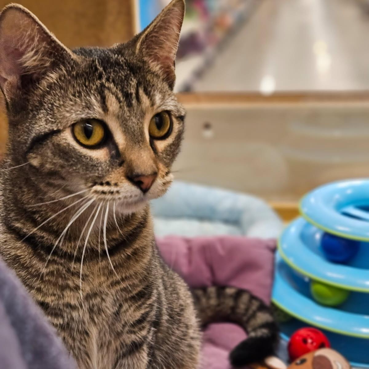 Enlarge Madison, a Adoptable Domestic Short Hair in Norwalk, CT image 5/6