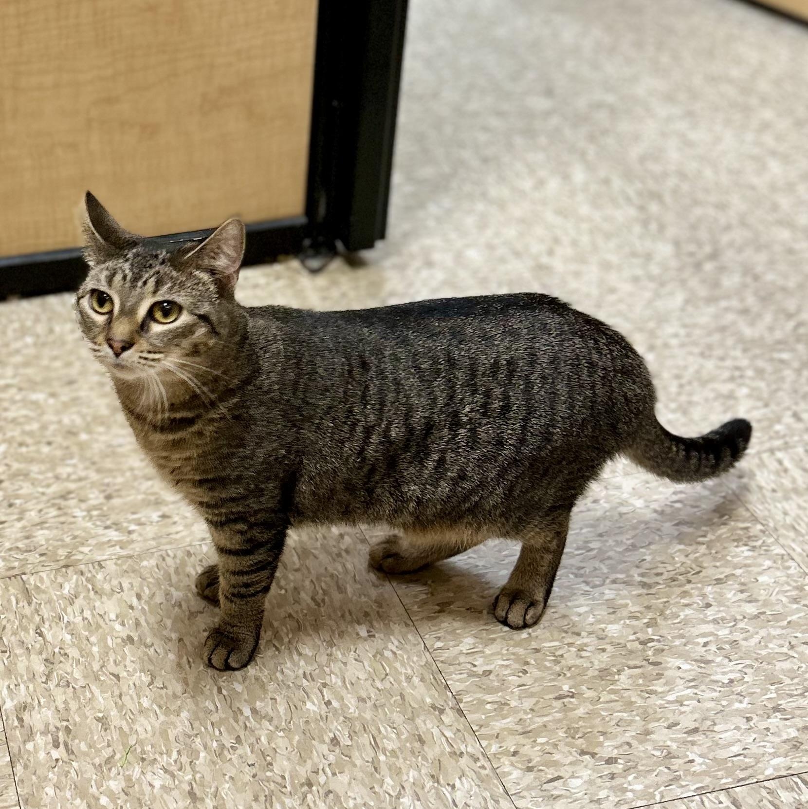 Enlarge Madison, a Adoptable Domestic Short Hair in Norwalk, CT image 4/6