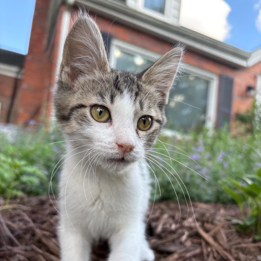 Prepotente, a Adoptable Domestic Short Hair in Lexington, KY image 1/5
