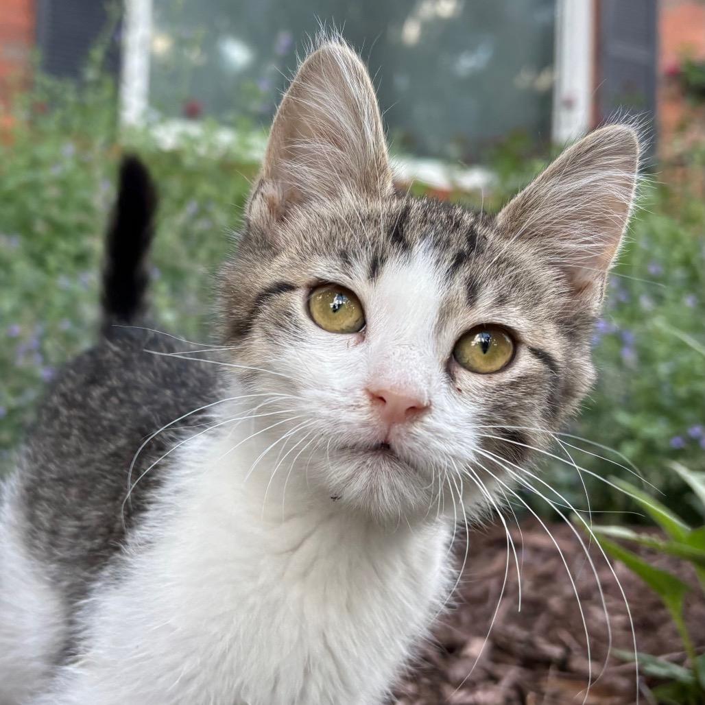 Prepotente, a Adoptable Domestic Short Hair in Lexington, KY image 2/5