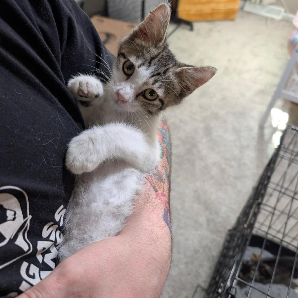 Prepotente, a Adoptable Domestic Short Hair in Lexington, KY image 3/5