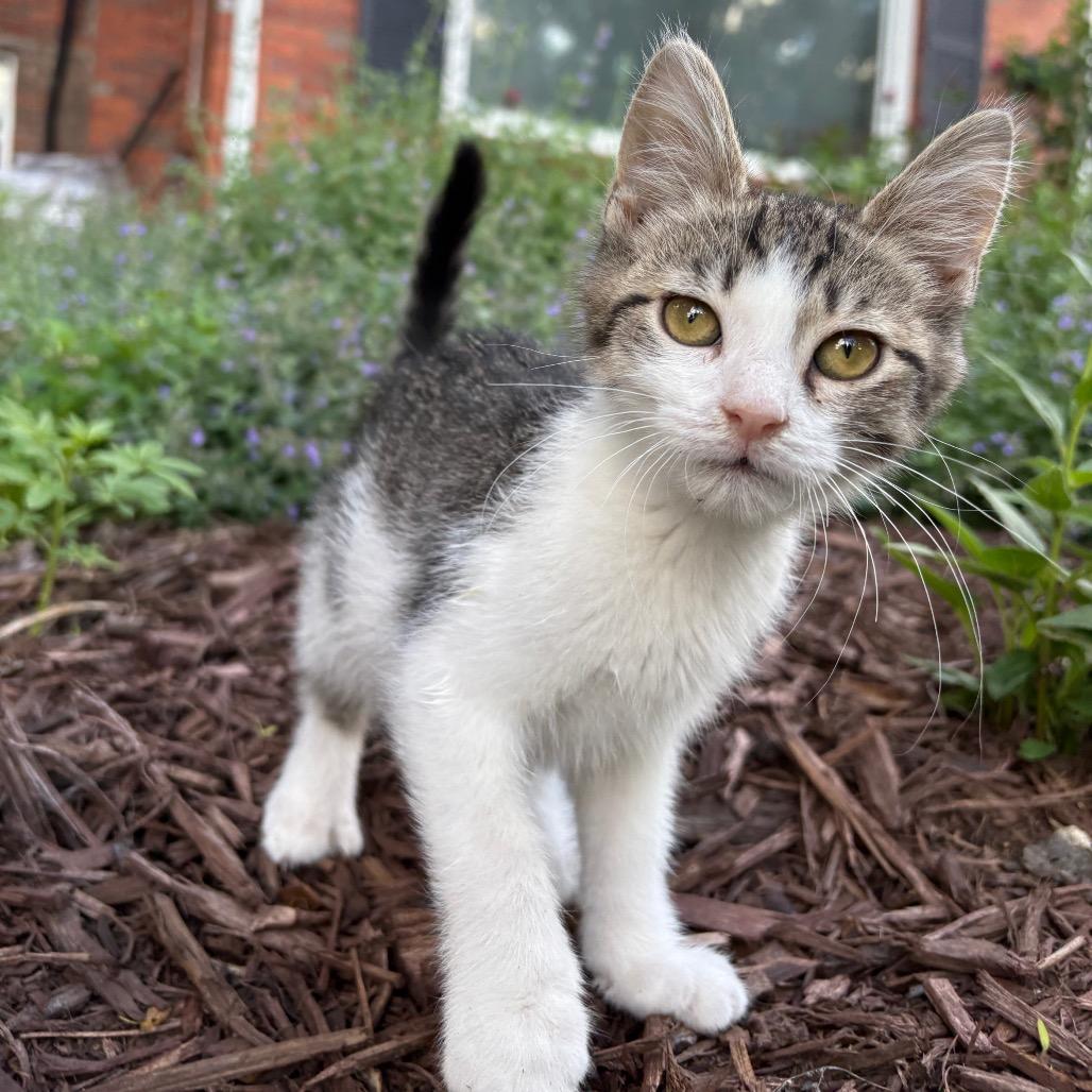 Prepotente, a Adoptable Domestic Short Hair in Lexington, KY image 4/5
