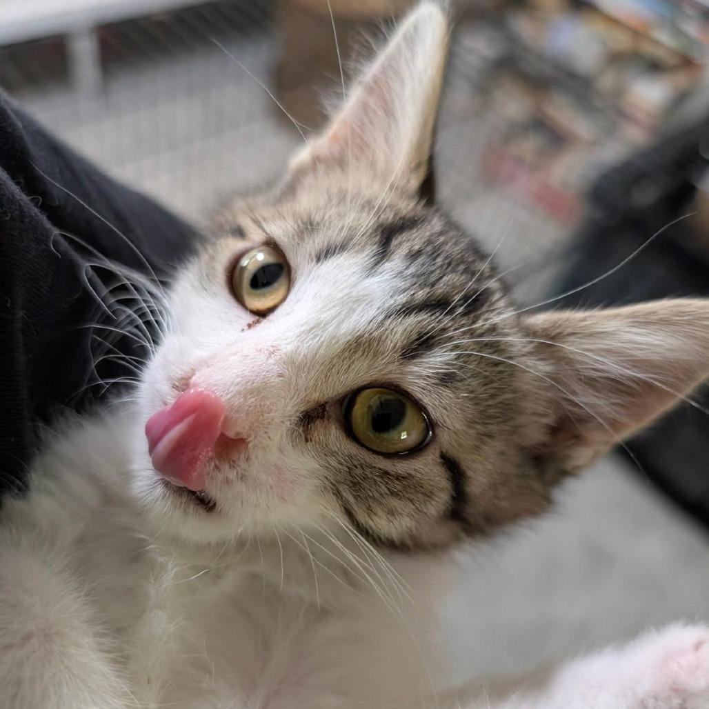 Prepotente, a Adoptable Domestic Short Hair in Lexington, KY image 5/5