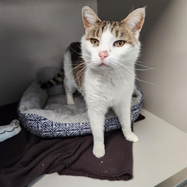 GREG, Adoptable, Adult Male Domestic Short Hair.