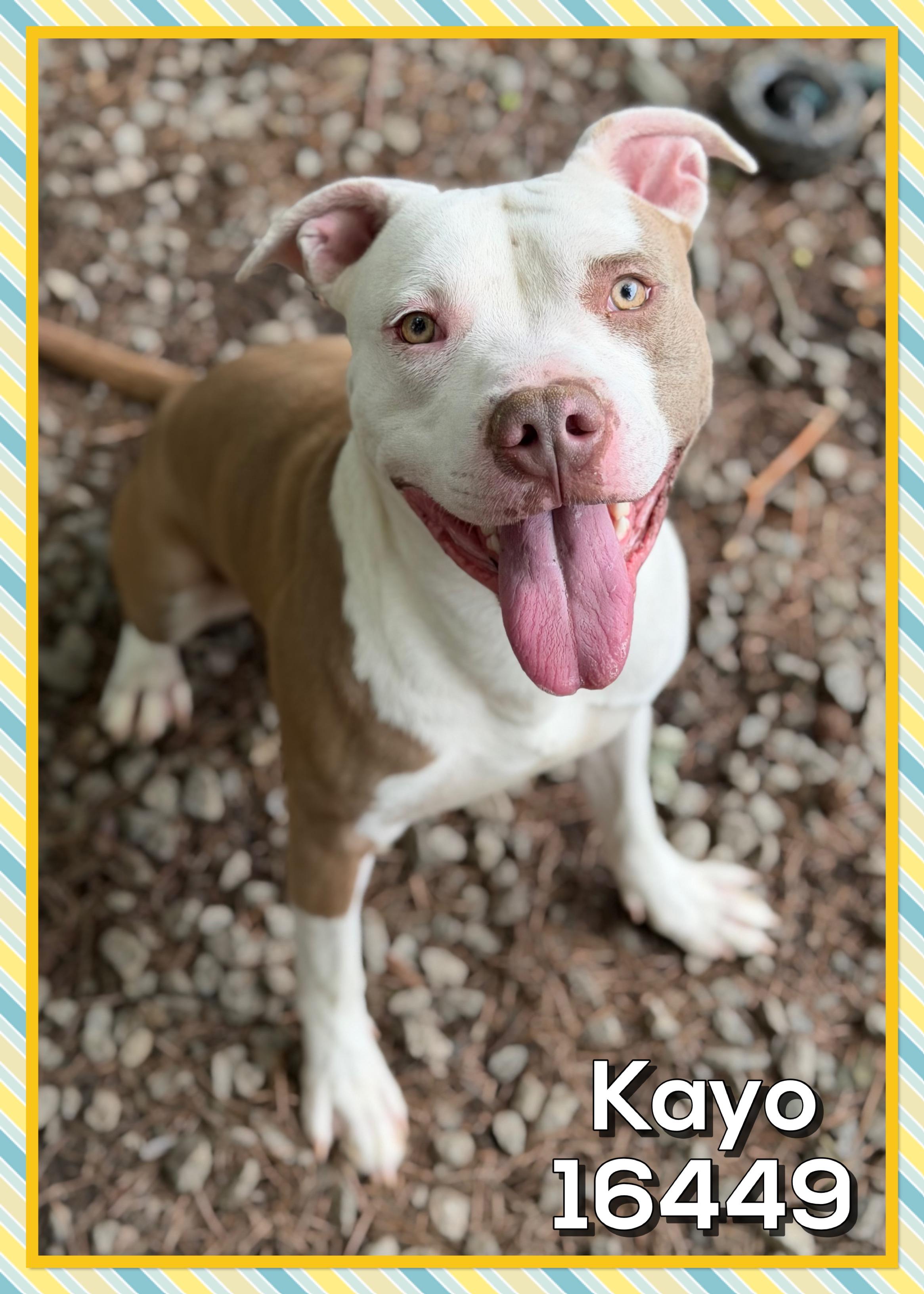 KAYO/DRACO, ADOPTABLE, Young Male Pit Bull Terrier.