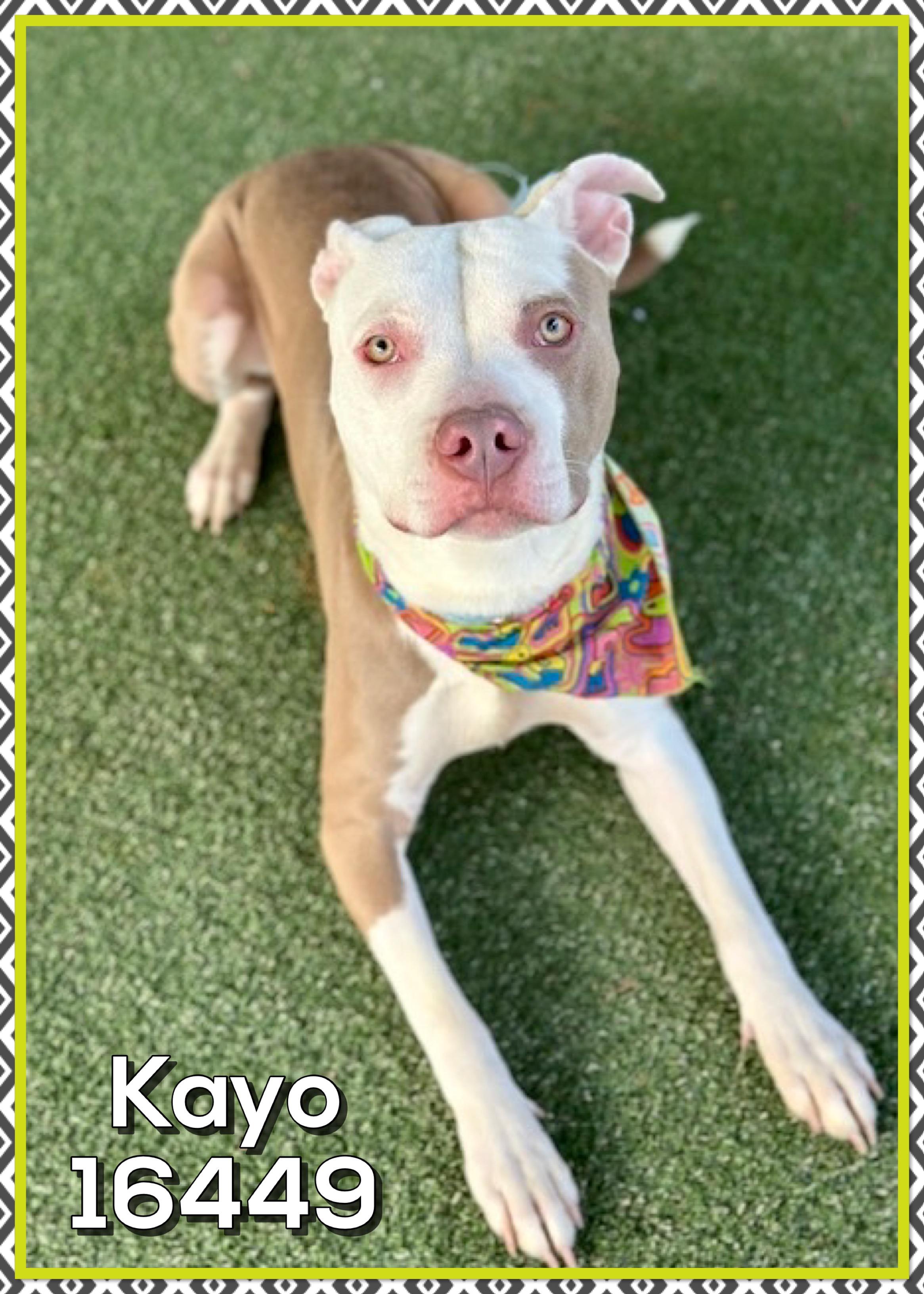 Enlarge KAYO, a ADOPTABLE mixed breed in Marietta, GA image 3/3