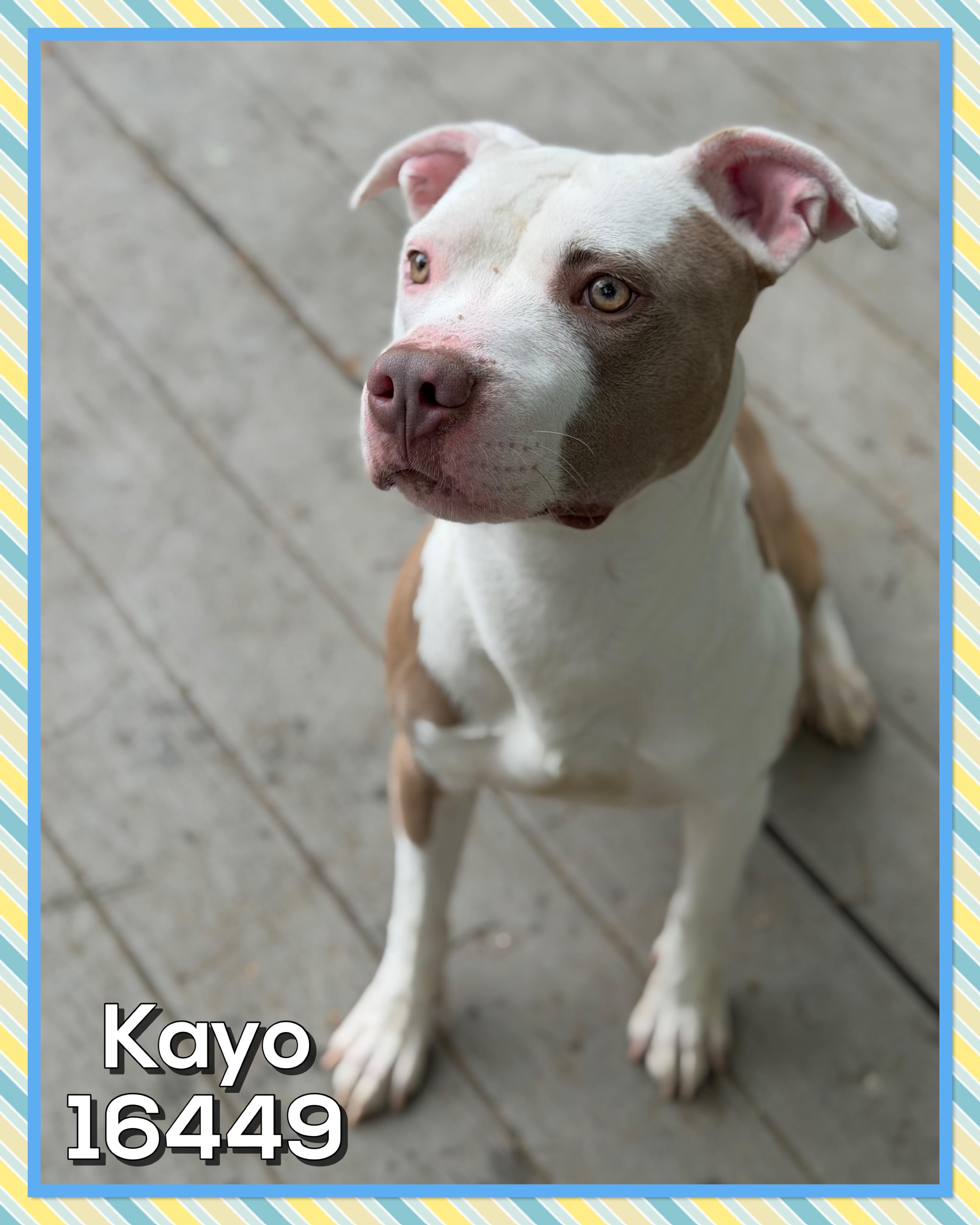 Enlarge KAYO/DRACO, a ADOPTABLE mixed breed in Marietta, GA image 3/6