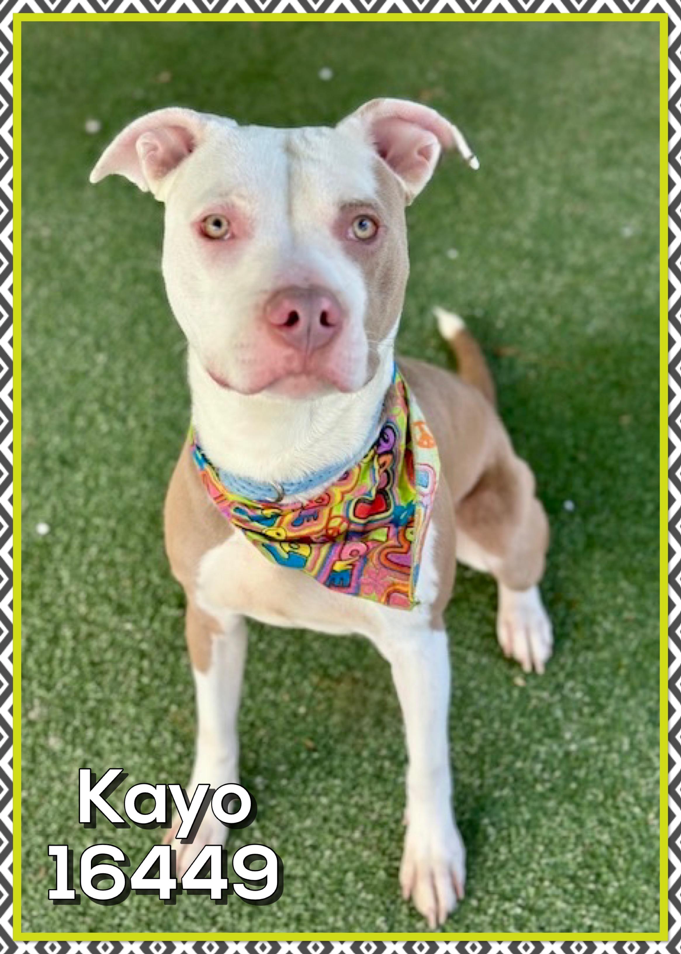 Enlarge KAYO, a ADOPTABLE mixed breed in Marietta, GA image 2/3