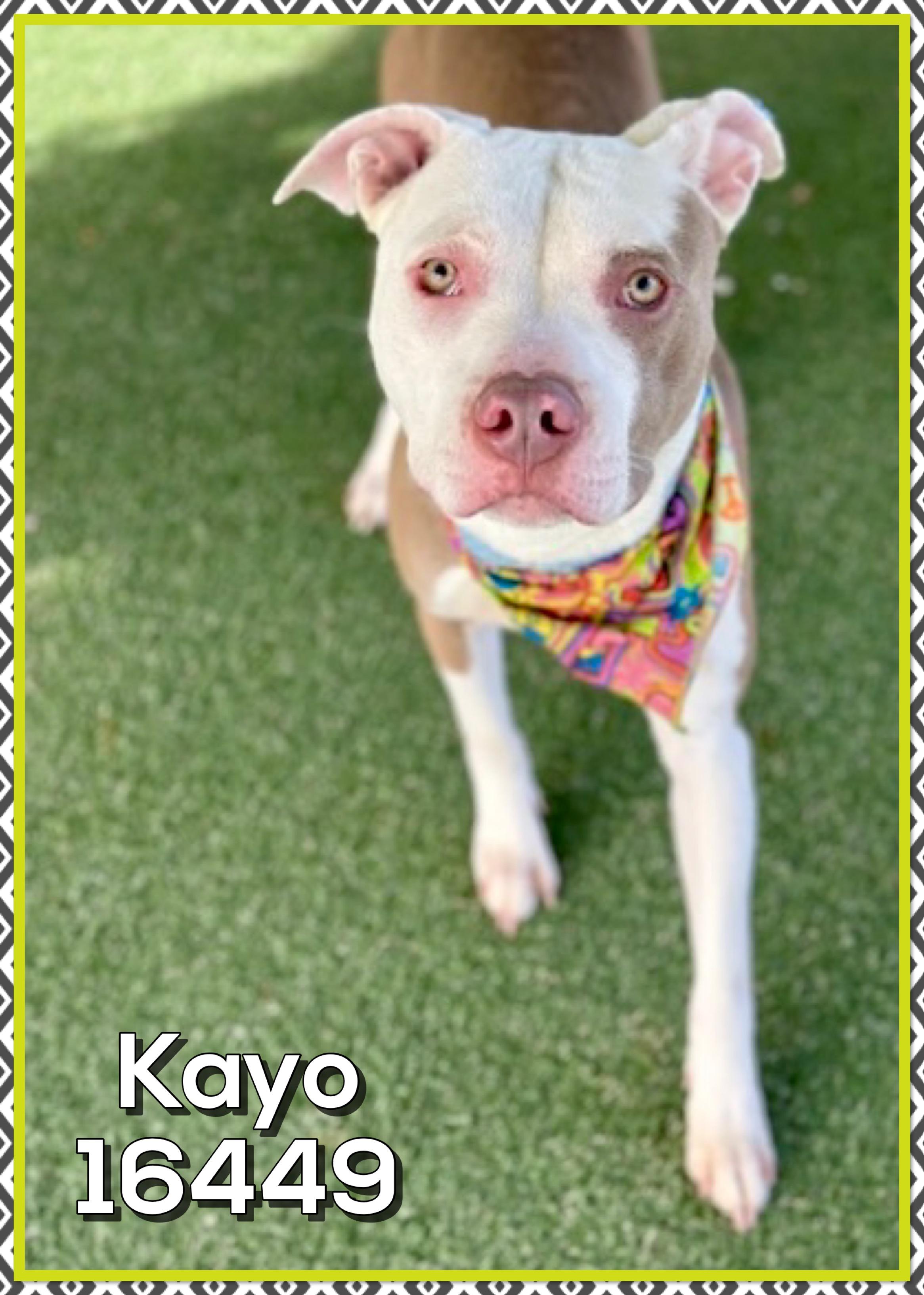 KAYO, ADOPTABLE, Young Male Pit Bull Terrier.