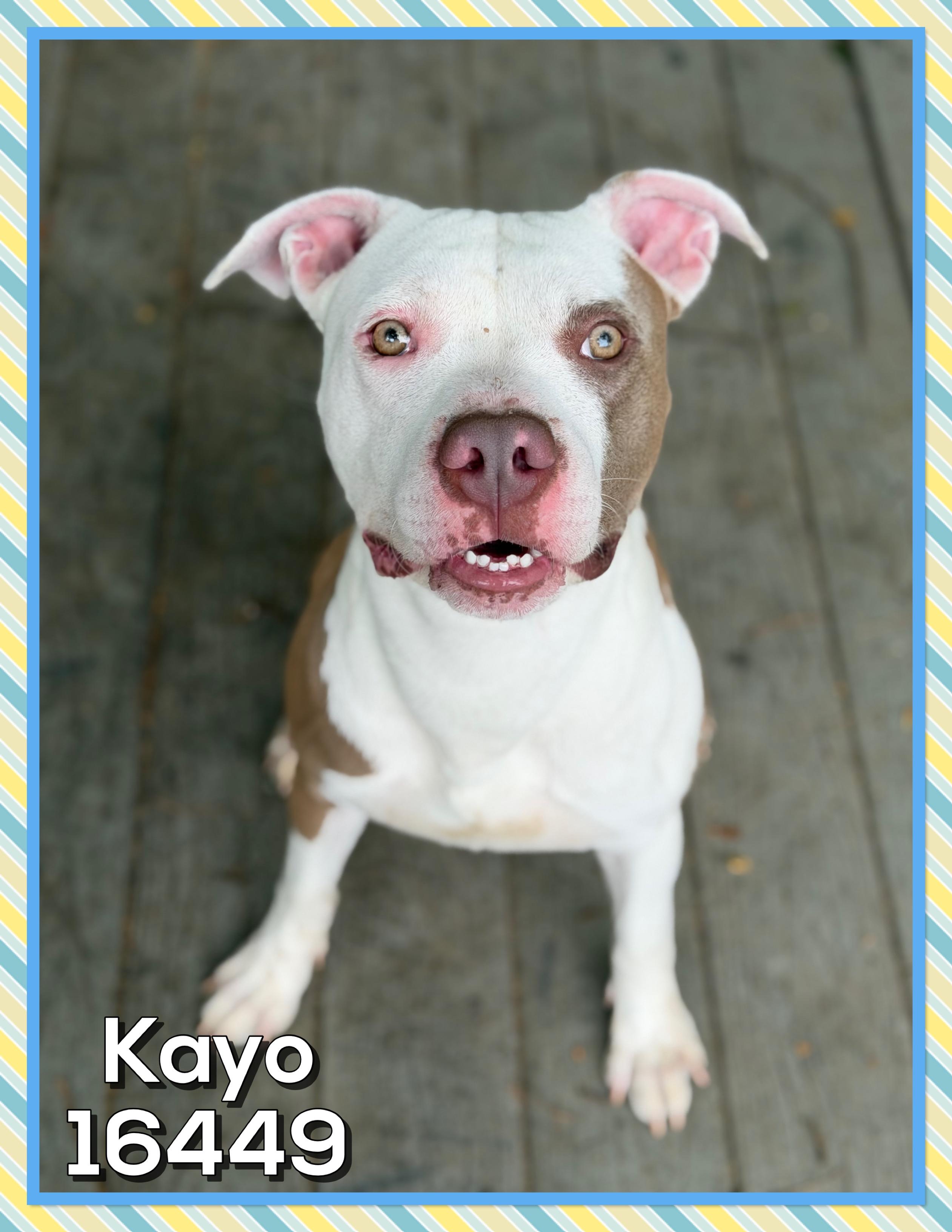Enlarge KAYO/DRACO, a ADOPTABLE mixed breed in Marietta, GA image 2/6
