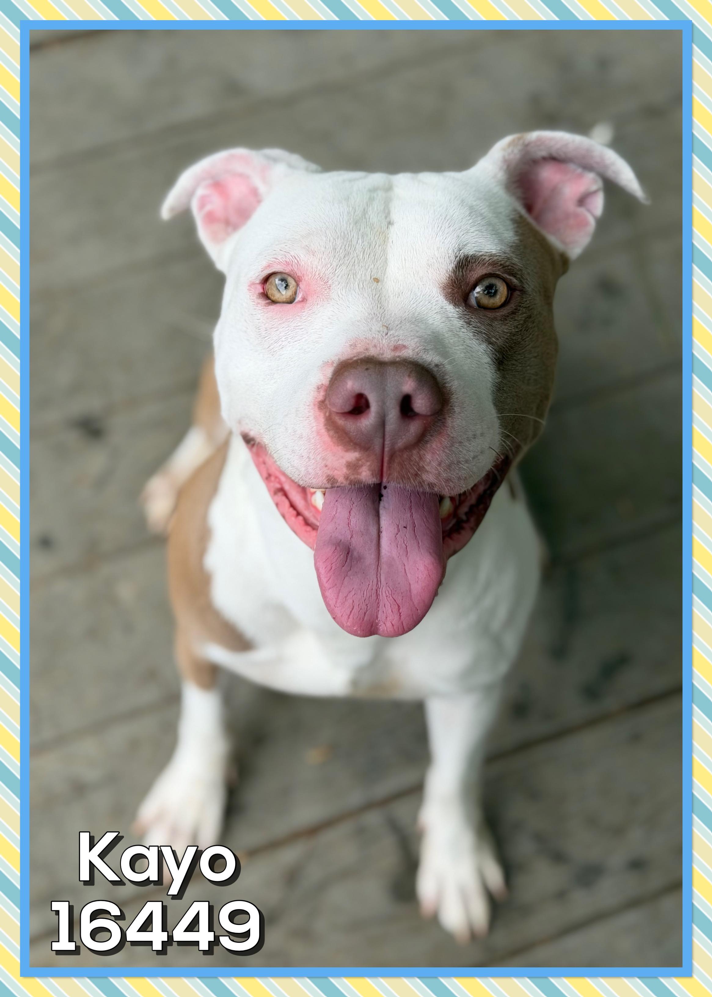 Enlarge KAYO/DRACO, a ADOPTABLE mixed breed in Marietta, GA image 1/6