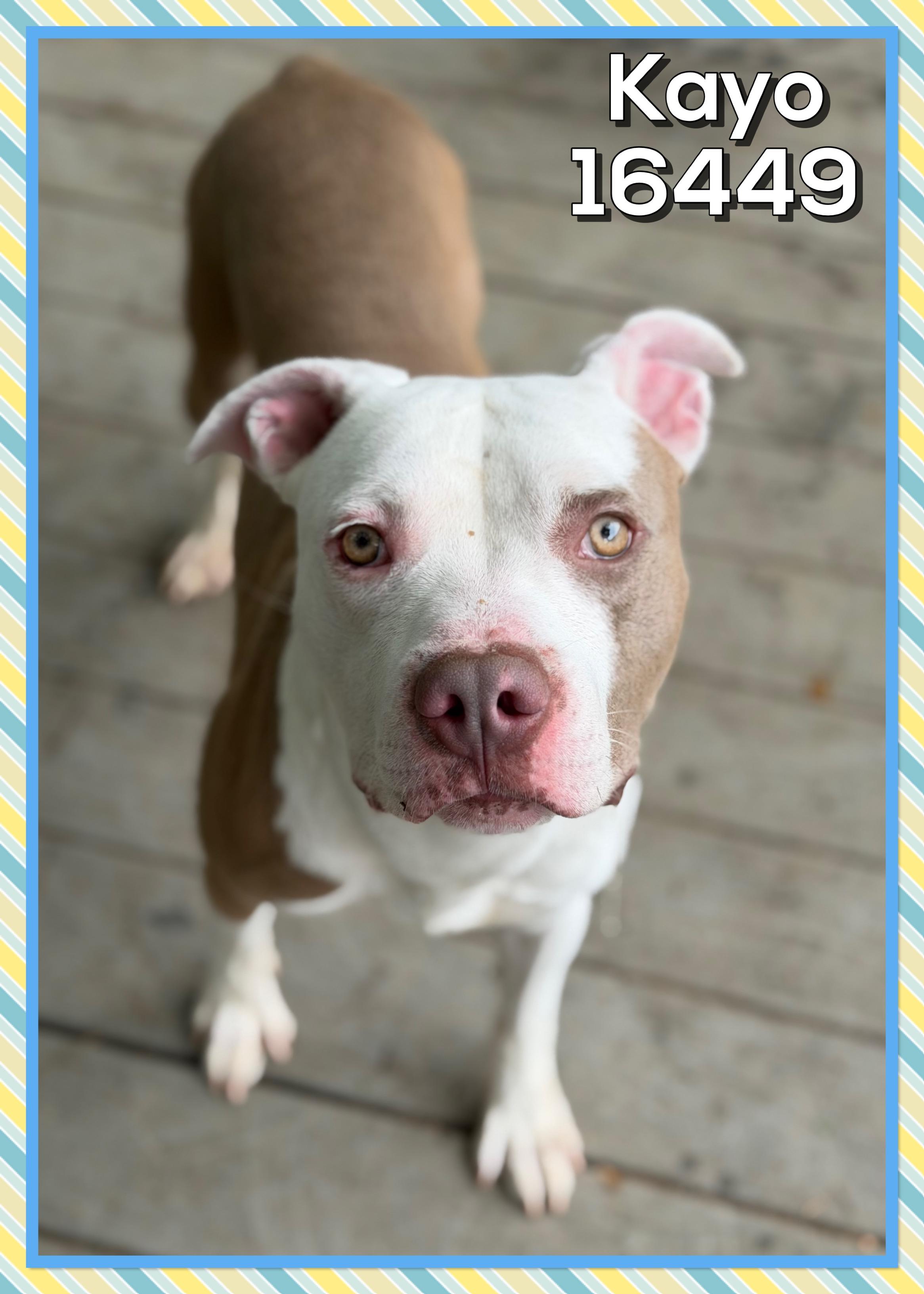 Enlarge KAYO/DRACO, a ADOPTABLE mixed breed in Marietta, GA image 4/6