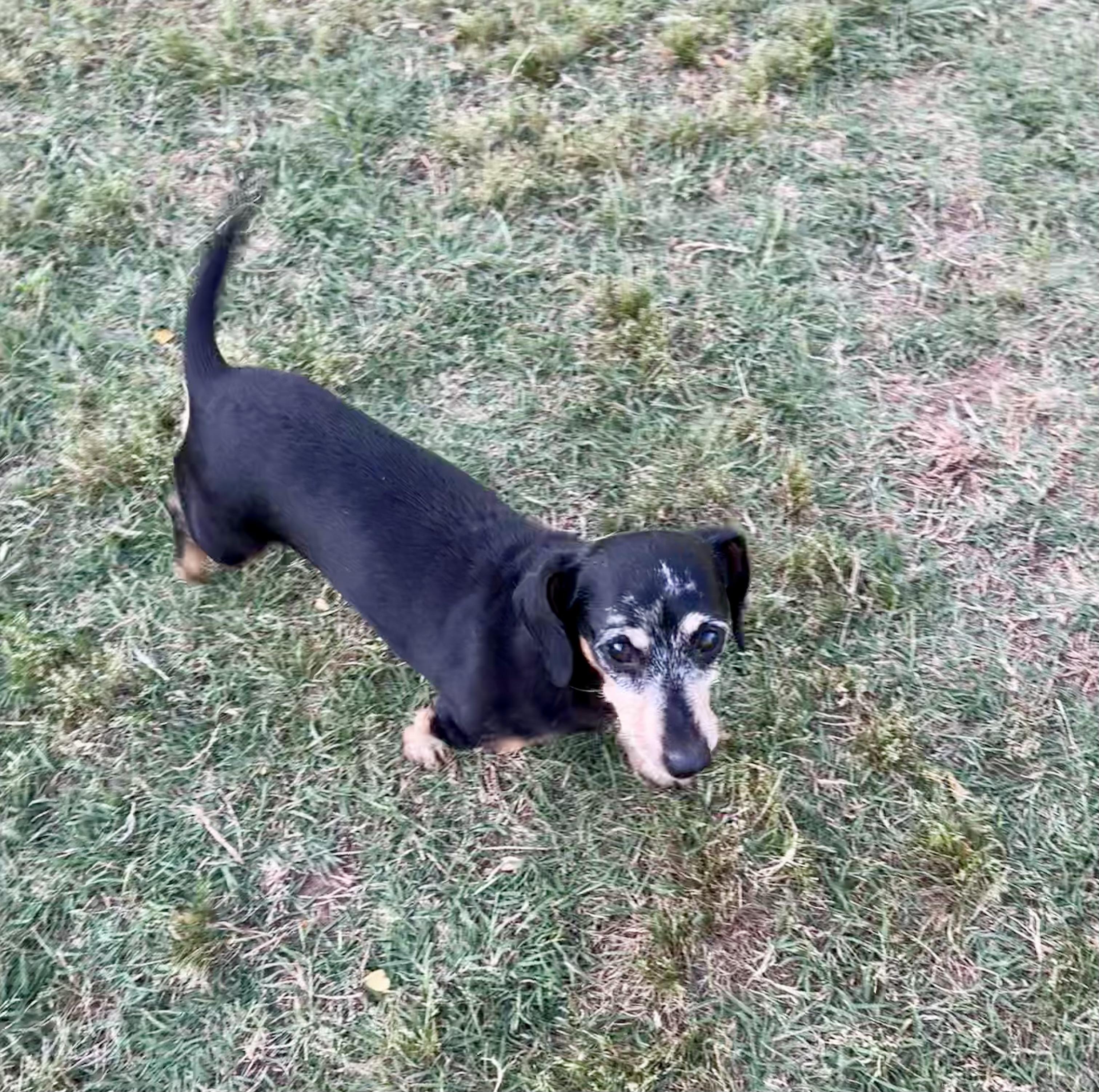 Enlarge Otis, a ADOPTABLE Miniature Dachshund in Chickasha, OK image 4/4