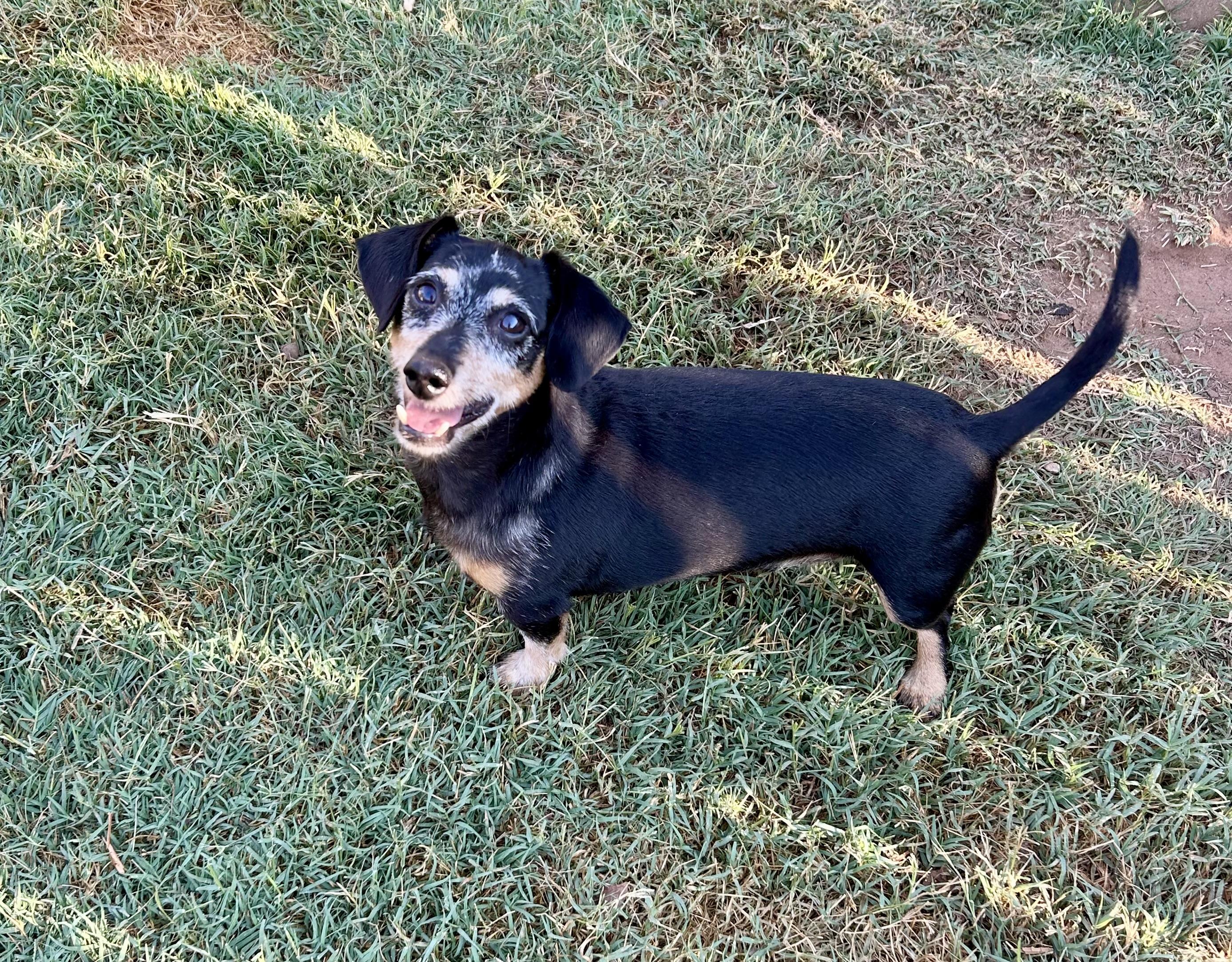 Otis, a ADOPTABLE Miniature Dachshund in Chickasha, OK image 1/4